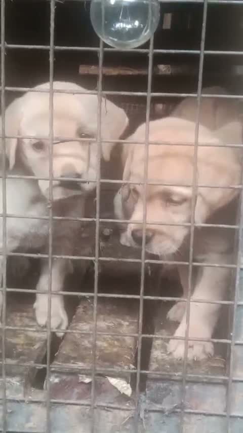Beagle Black & Tan Puppy, farm video