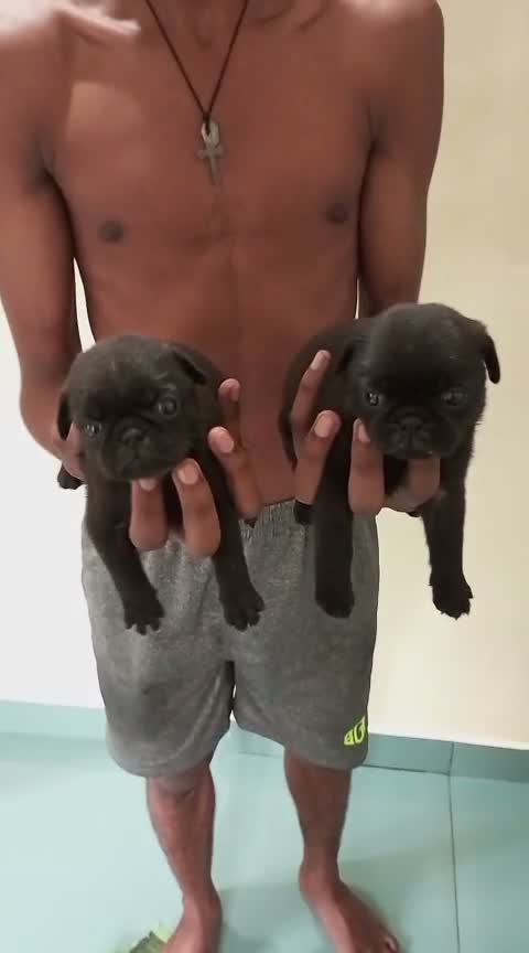 Pug Puppy, farm video