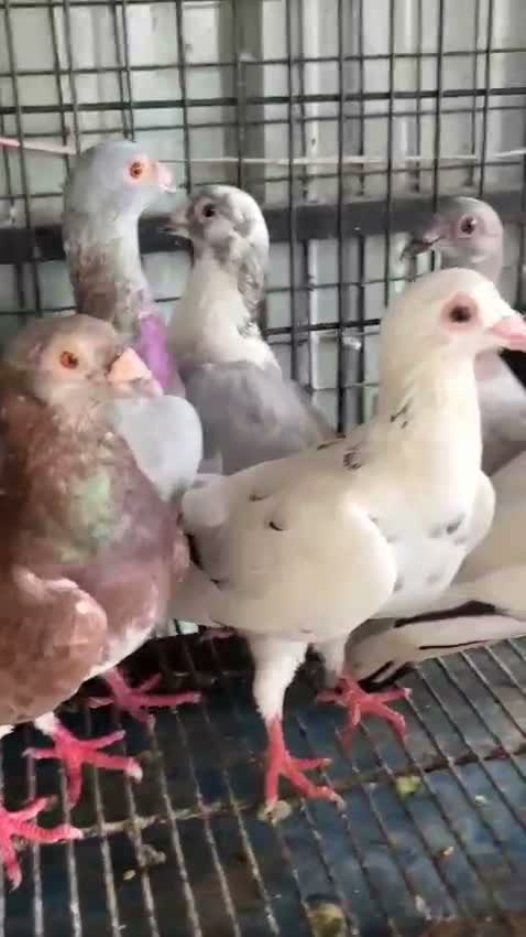 Homer Pigeon, farm video