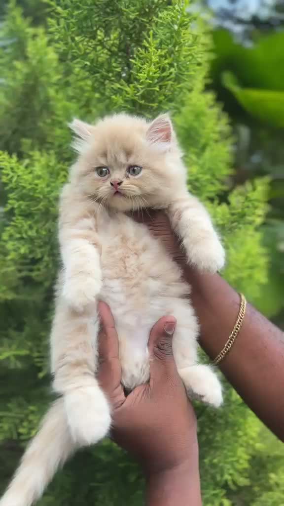 Persian, farm video