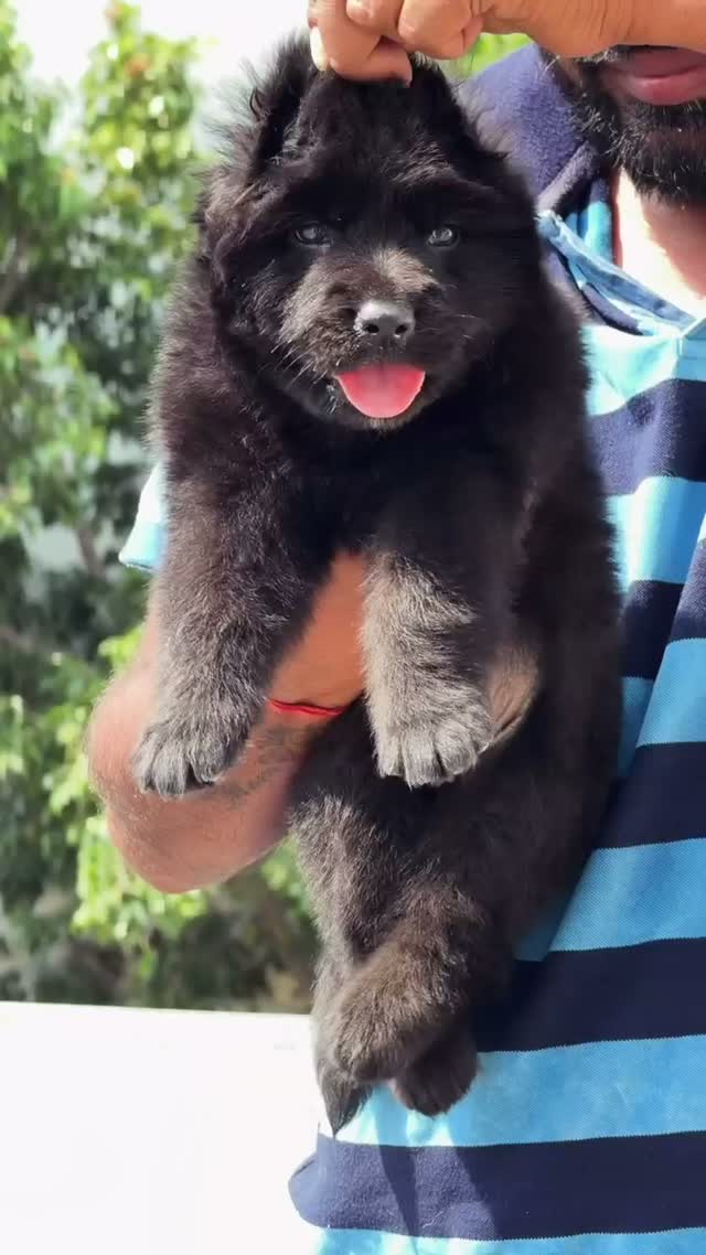 German Shepherd Puppy, farm video