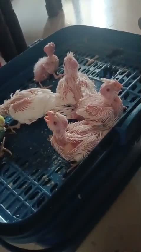 Cockatiel | Grey, farm video