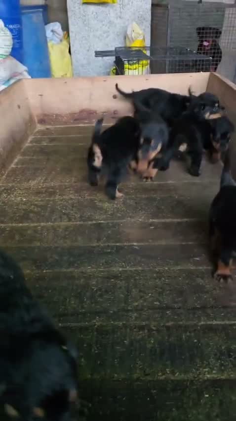 Rottweiler Puppy, farm video
