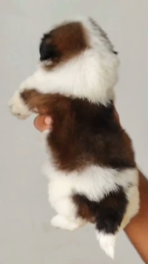 Shih Tzu | Black Color, farm video
