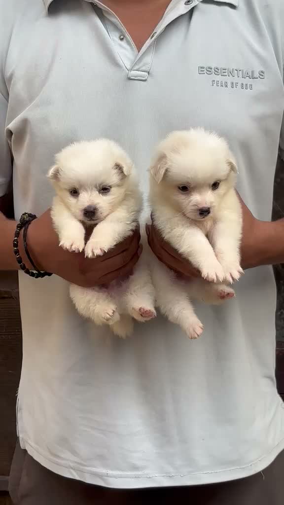 Pomeranian Puppy, farm video