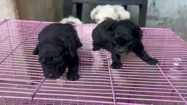 Toy Poodle Puppy, farm video