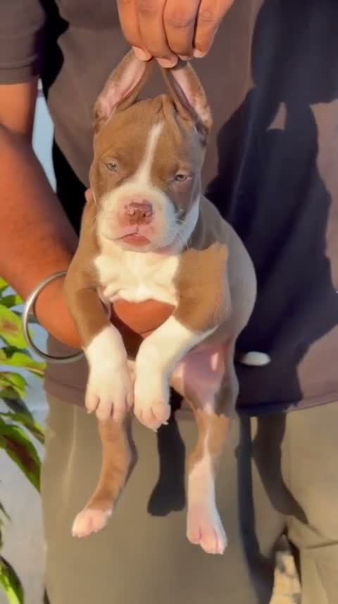 American Bully XL Size Puppy, farm video