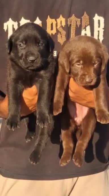 Dachshund Puppy | Brown & Tan, farm video