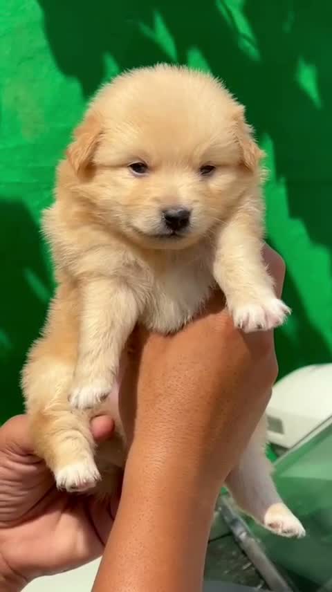 Pomeranian Puppy, farm video