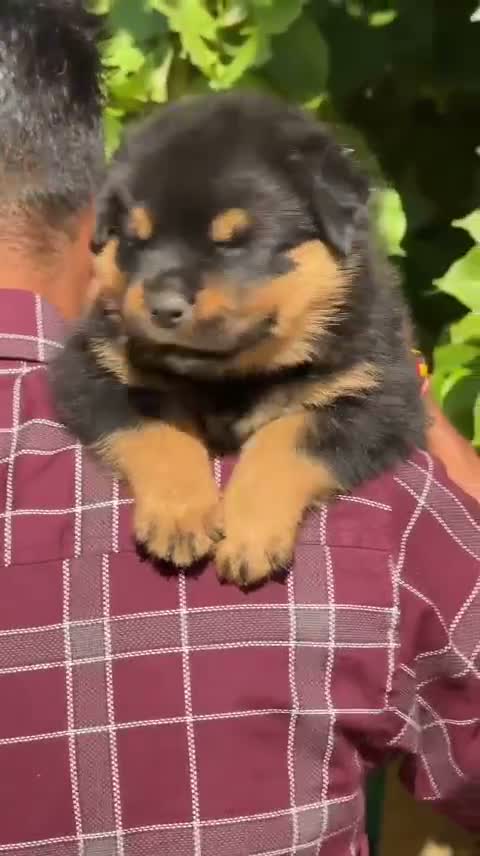 Rottweiler Puppy, farm video