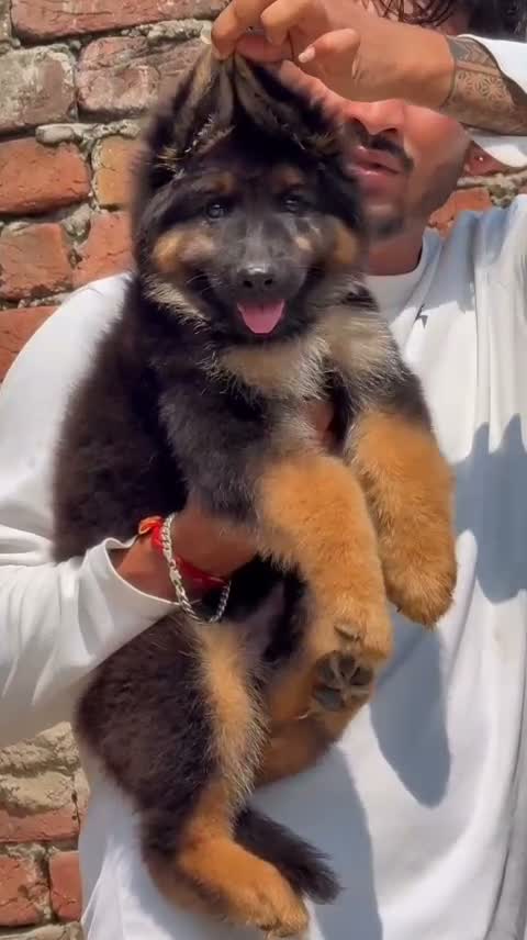 German Shepherd Puppy, farm video