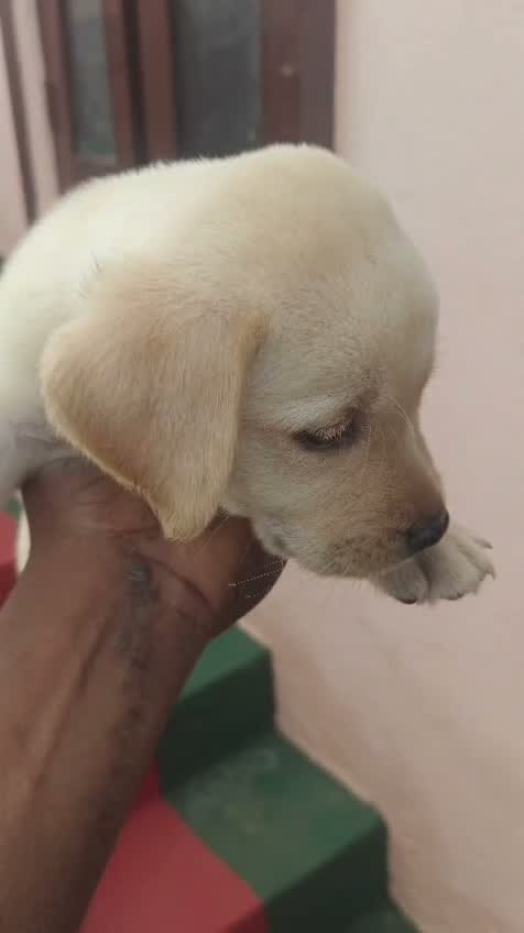 Dachshund Puppy | Brown, farm video