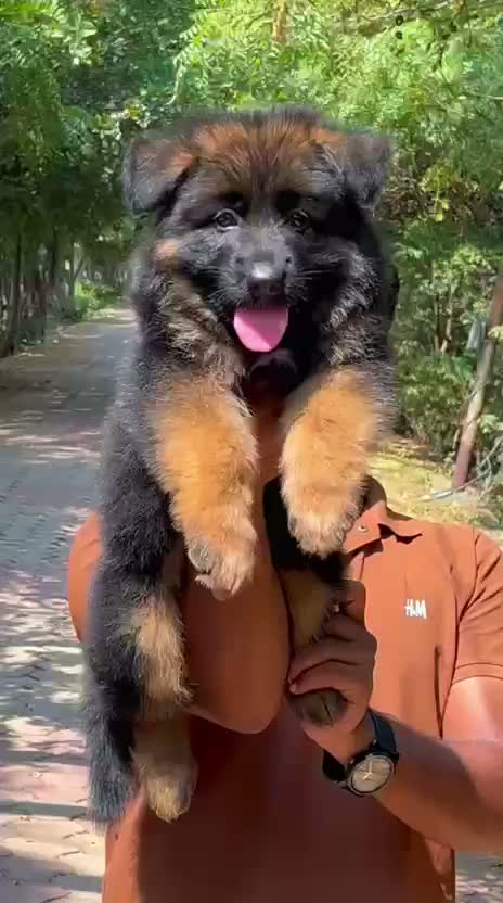 German Shepherd Puppy, farm video