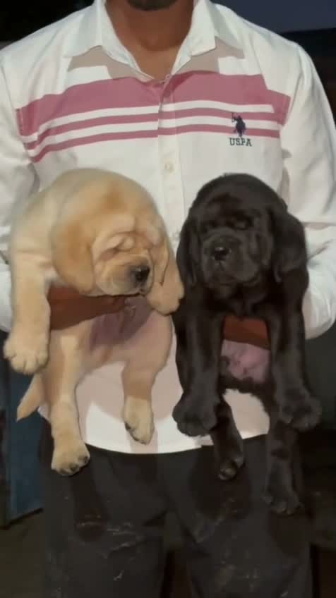 Beagle Black & Tan Puppy, farm video