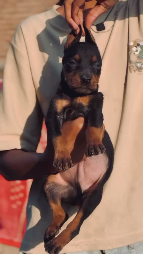 European Doberman Puppy, farm video