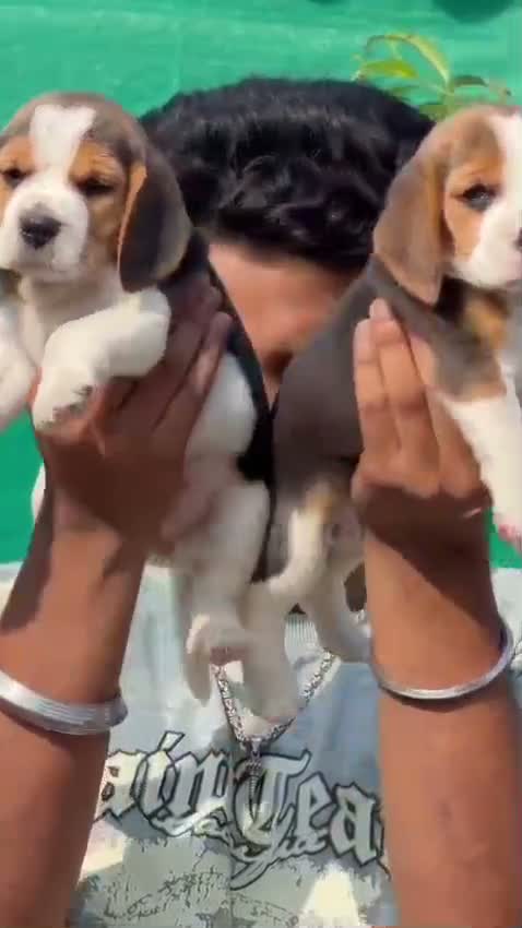 Dachshund Puppy | Brown, farm video