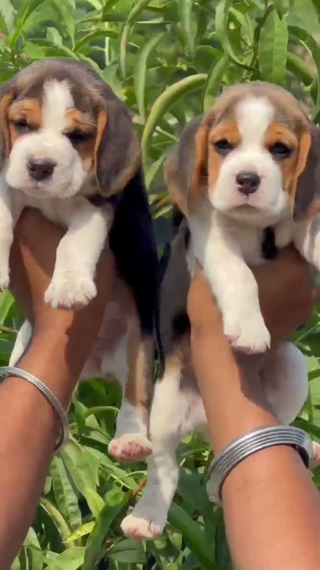 Dachshund Puppy | Brown, farm video