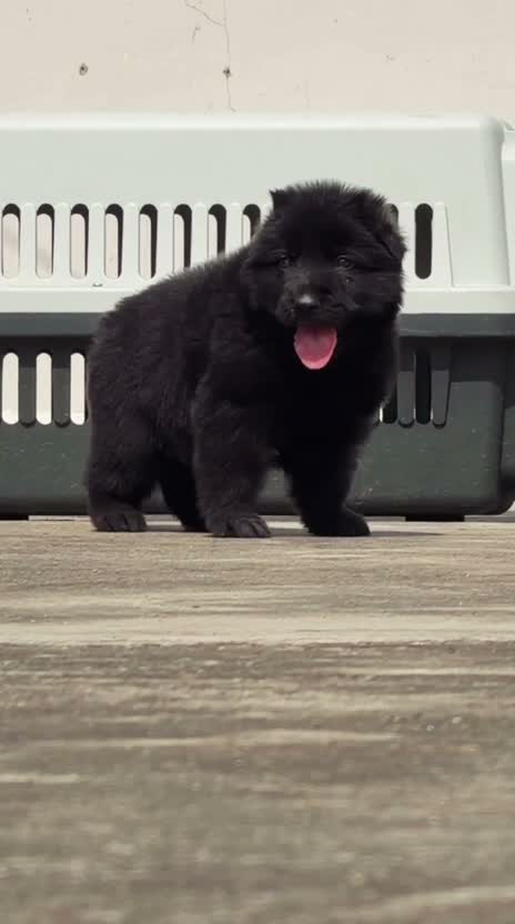 German Shepherd Puppy, farm video