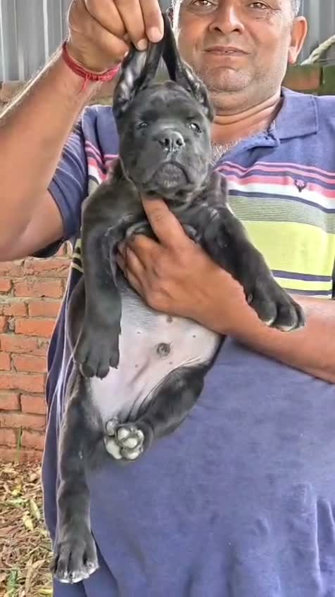 Cane Corso Puppy, farm video
