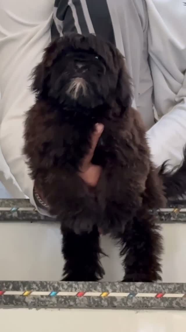 Dachshund Puppy | Brown, farm video