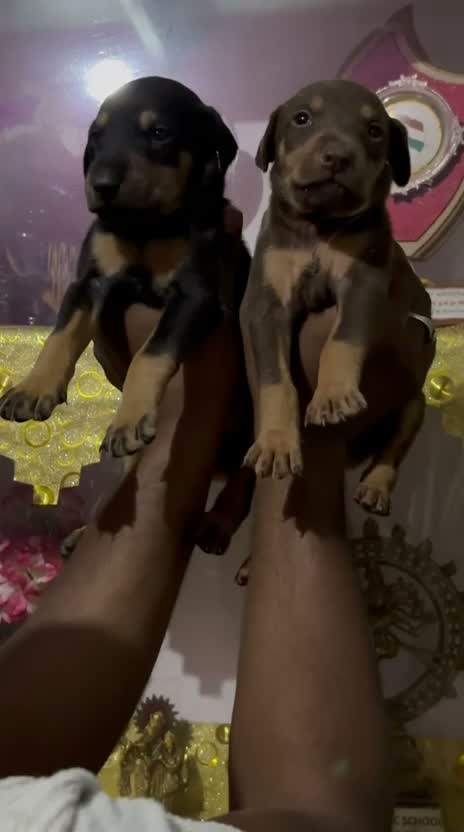Dachshund Puppy | Brown, farm video