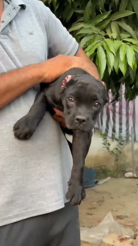 Cane Corso Puppy, farm video