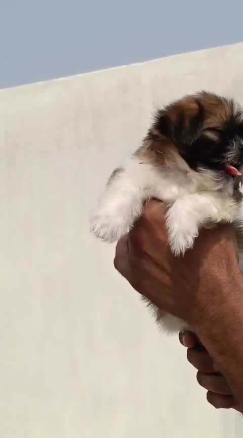 Shih Tzu | Black Color, farm video