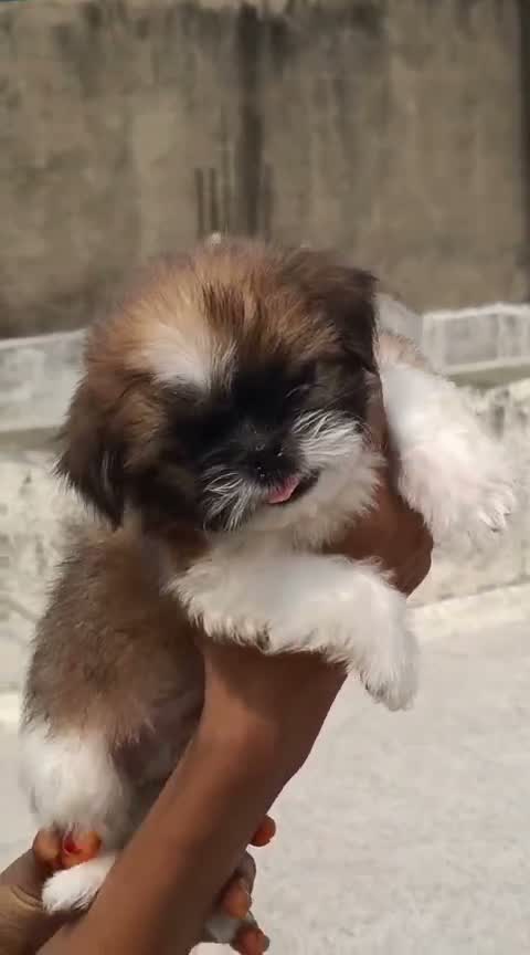 Shih Tzu | Black Color, farm video