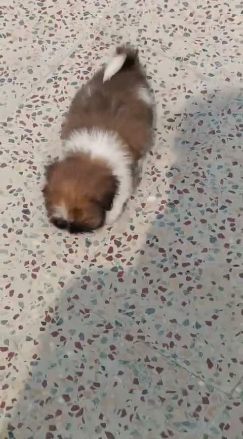 Shih Tzu | Black Color, farm video