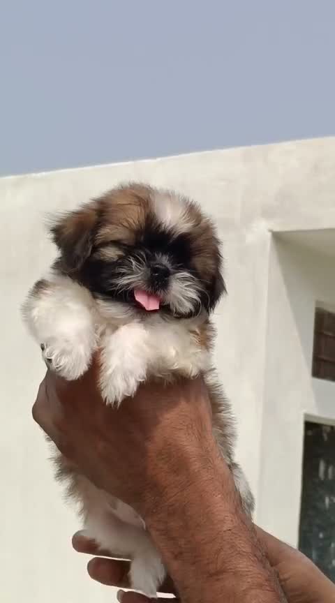 Shih Tzu | Black Color, farm video