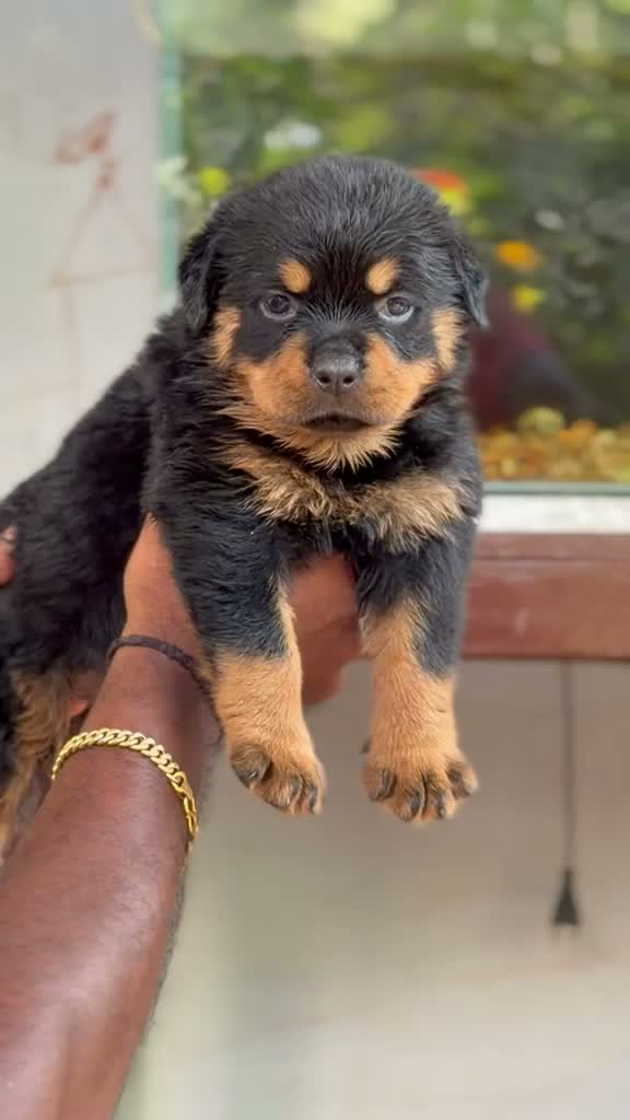 Dachshund Puppy | Brown, farm video