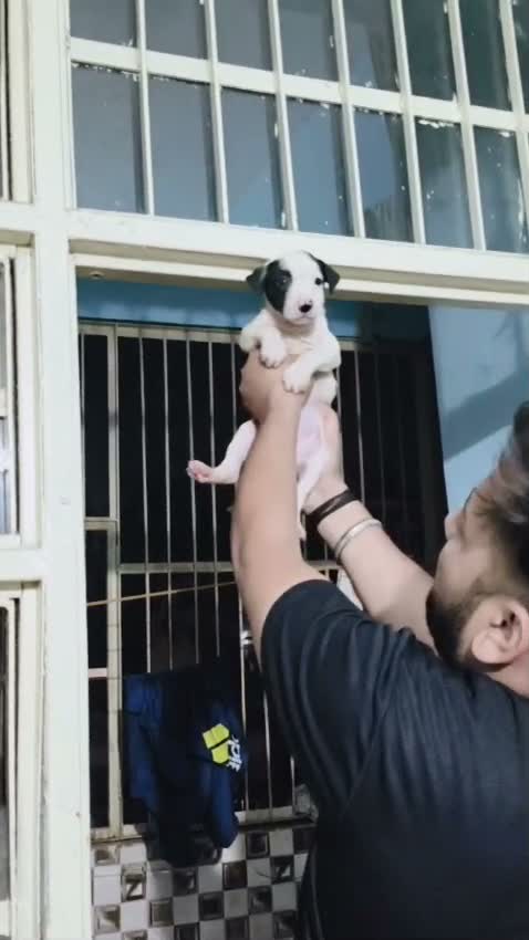 Bull Terrier Puppy, farm video