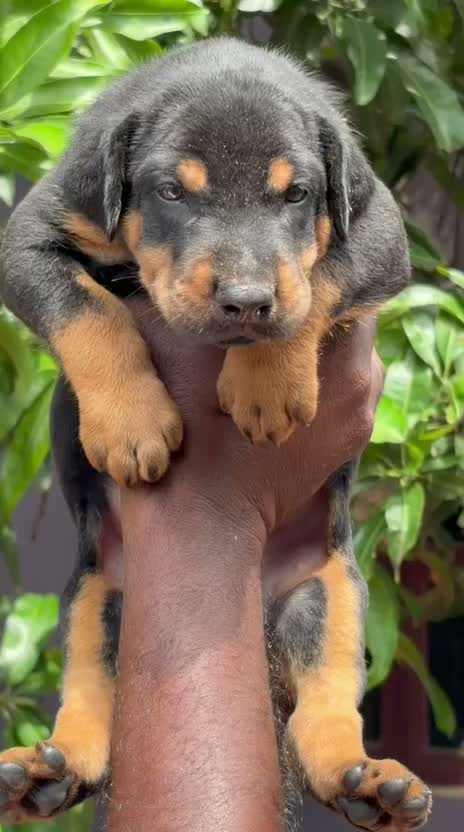 European Doberman Puppy, farm video
