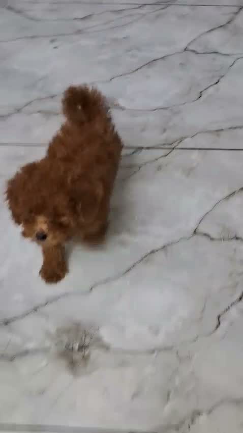 Toy Poodle Puppy, farm video