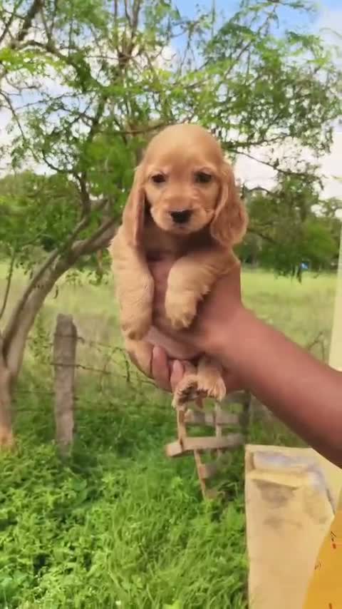 Cocker Spaniel Puppy, farm video