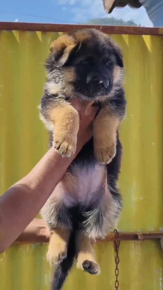 German Shepherd Puppy, farm video