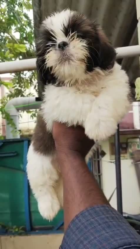 Shih Tzu | Black Color, farm video