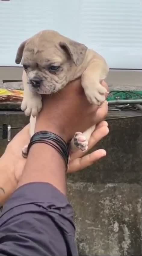 Bull Terrier Puppy, farm video