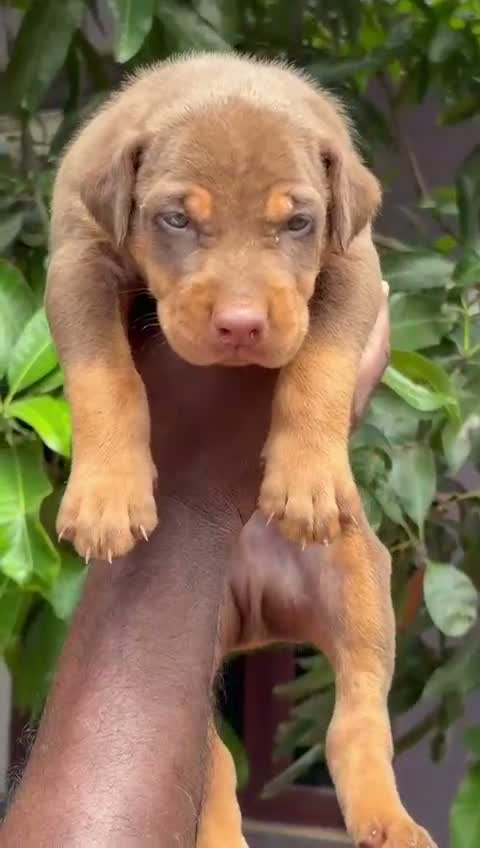 European Doberman Puppy, farm video