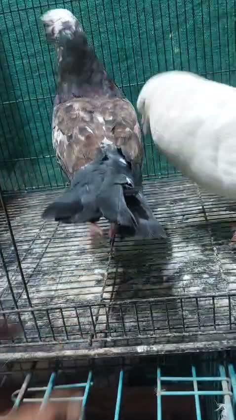 Homer Pigeon, farm video