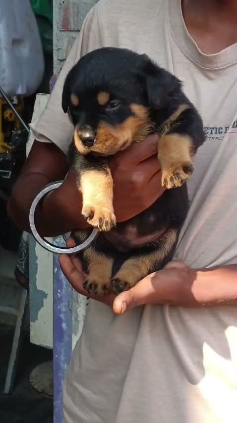 Rottweiler Puppy, farm video