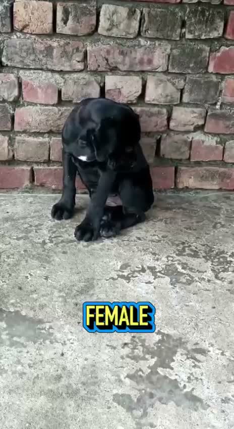 Dachshund Puppy | Brown & Tan, farm video