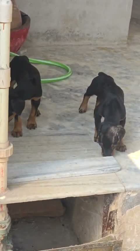 European Doberman Puppy, farm video