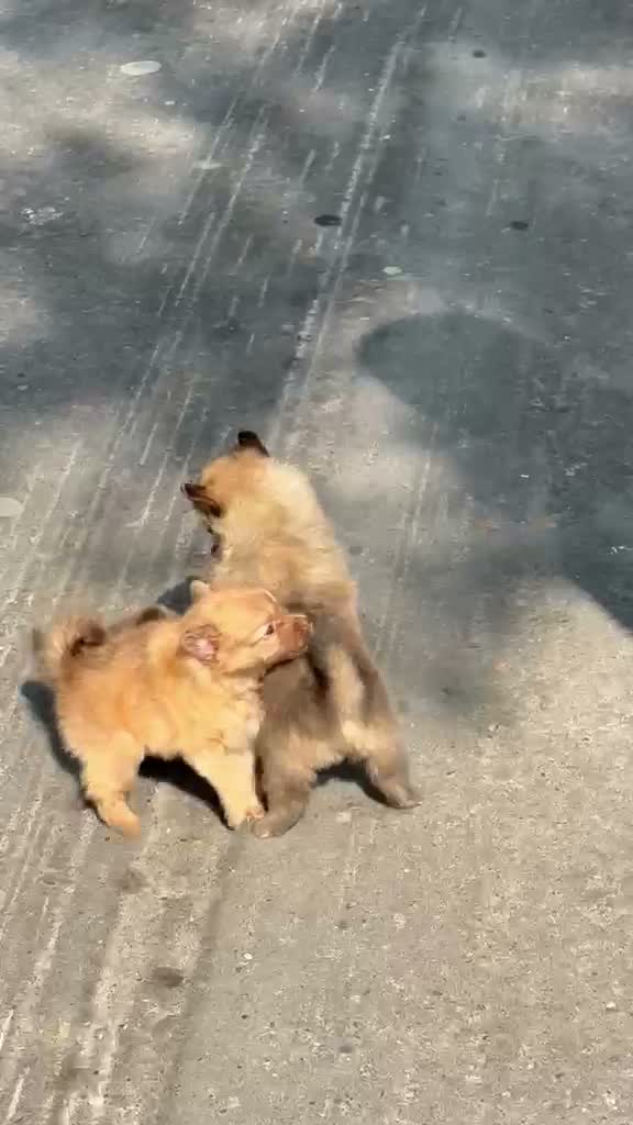 Culture Pom Puppy, farm video
