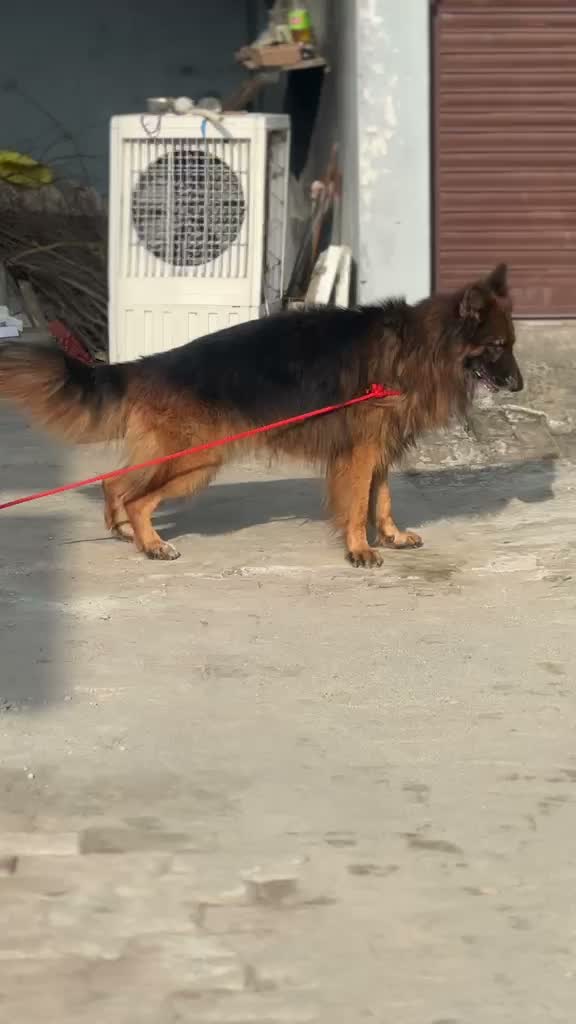German Shepherd Puppy, farm video