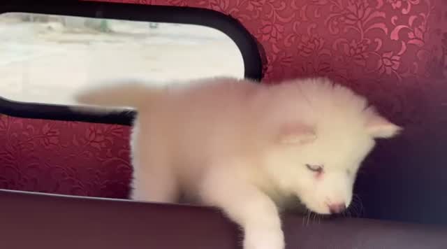 Siberian Husky Puppy | Black & White Color, farm video