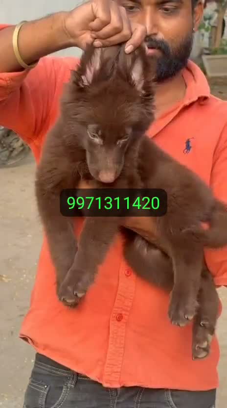 German Shepherd Puppy, farm video