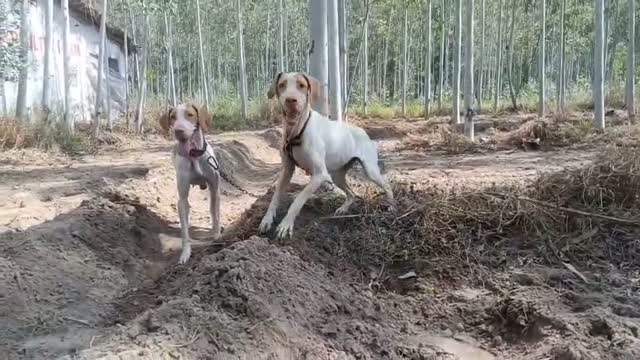 German Shepherd Puppy, farm video