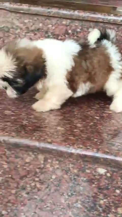 Shih Tzu | Black Color, farm video