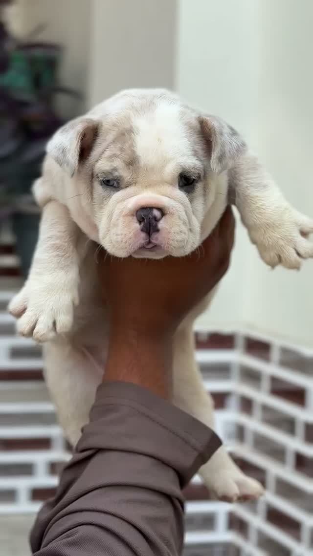 French Bulldog Puppy, farm video